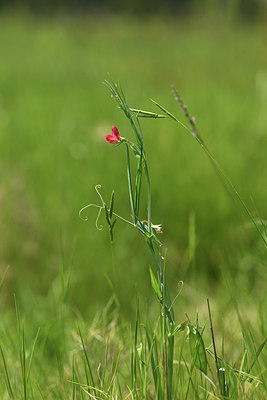 BUITEN BEELD Foto: 413839