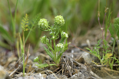 BUITEN BEELD Foto: 413850