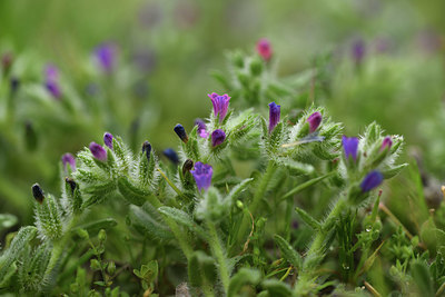 BUITEN BEELD Foto: 413855
