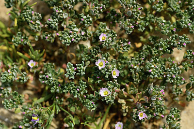 BUITEN BEELD Foto: 413858