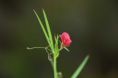 BUITEN BEELD Foto: 413875