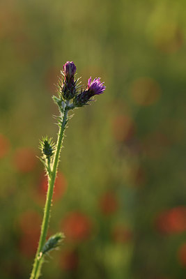BUITEN BEELD Foto: 413886