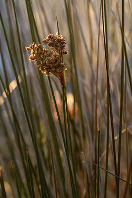 BUITEN BEELD Foto: 413887