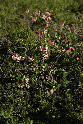 BUITEN BEELD Foto: 413906