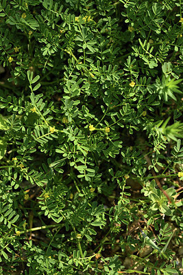 BUITEN BEELD Foto: 413919