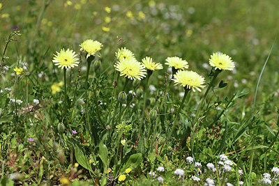 BUITEN BEELD Foto: 413920