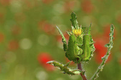 BUITEN BEELD Foto: 413927