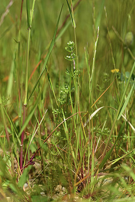 BUITEN BEELD Foto: 413937