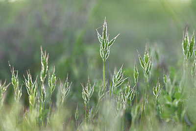 BUITEN BEELD Foto: 413949