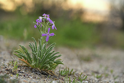 BUITEN BEELD Foto: 413954