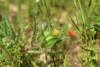 BUITEN BEELD Foto: 413965