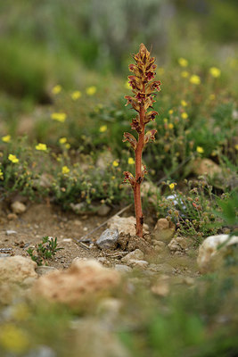 BUITEN BEELD Foto: 413968