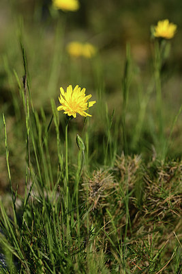 BUITEN BEELD Foto: 413971