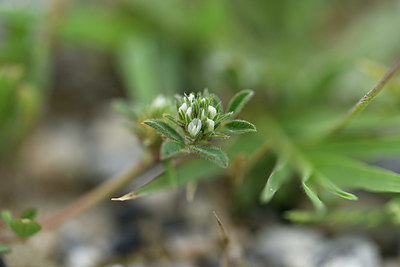 BUITEN BEELD Foto: 413977