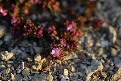 BUITEN BEELD Foto: 413979