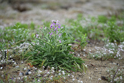 BUITEN BEELD Foto: 413983