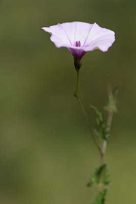 BUITEN BEELD Foto: 413998
