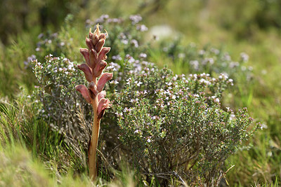 BUITEN BEELD Foto: 414008