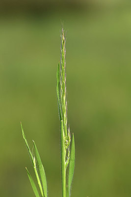 BUITEN BEELD Foto: 414012