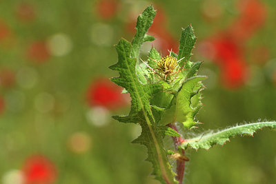 BUITEN BEELD Foto: 414033