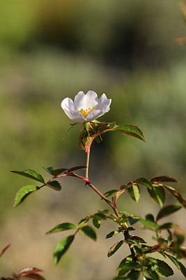 BUITEN BEELD Foto: 414054