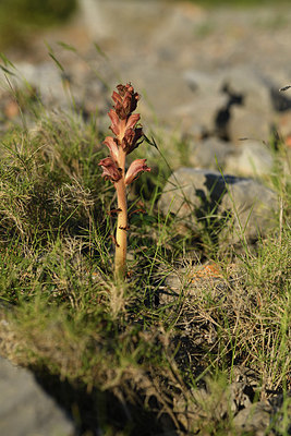 BUITEN BEELD Foto: 414060