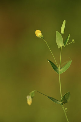 BUITEN BEELD Foto: 414074