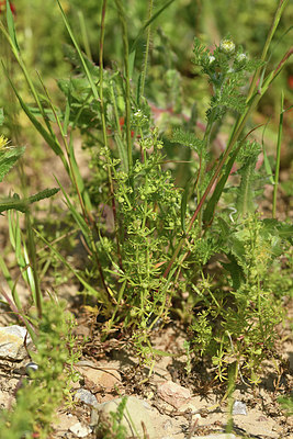 BUITEN BEELD Foto: 414103