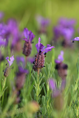 BUITEN BEELD Foto: 414110