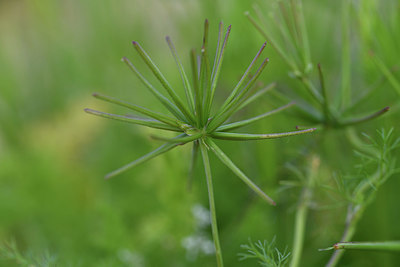 BUITEN BEELD Foto: 414117