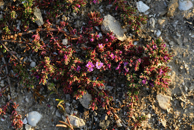 BUITEN BEELD Foto: 414124