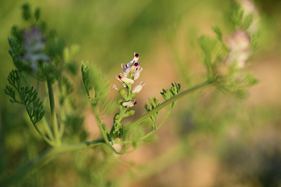 BUITEN BEELD Foto: 414138