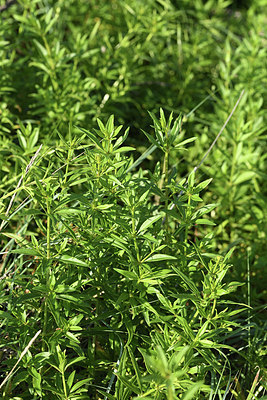 BUITEN BEELD Foto: 414144