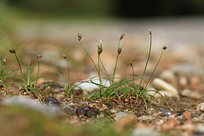 BUITEN BEELD Foto: 414145