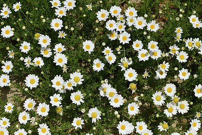 BUITEN BEELD Foto: 414147