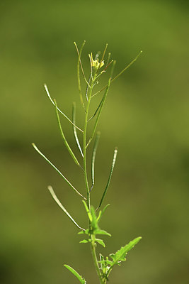 BUITEN BEELD Foto: 414163