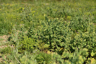 BUITEN BEELD Foto: 414174