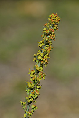 BUITEN BEELD Foto: 414177