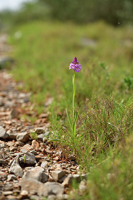 BUITEN BEELD Foto: 414190