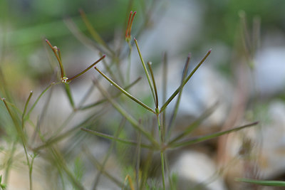BUITEN BEELD Foto: 414208