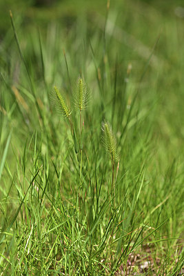 BUITEN BEELD Foto: 414209