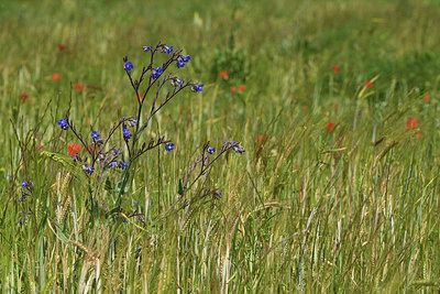 BUITEN BEELD Foto: 414213
