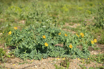 BUITEN BEELD Foto: 414232
