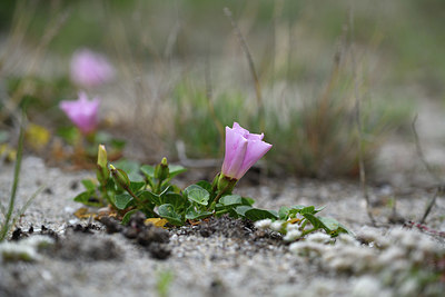 BUITEN BEELD Foto: 414252