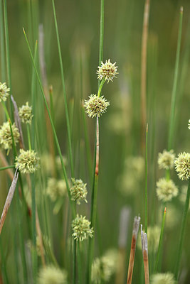 BUITEN BEELD Foto: 414256