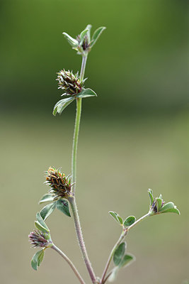 BUITEN BEELD Foto: 414263