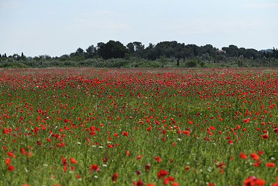 BUITEN BEELD Foto: 414264