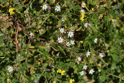 BUITEN BEELD Foto: 414266