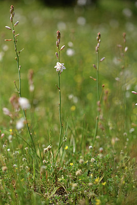 BUITEN BEELD Foto: 414277