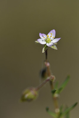 BUITEN BEELD Foto: 414282